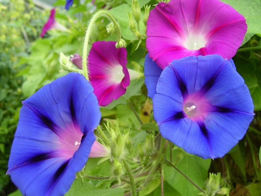 Morning glory babyproof flowers