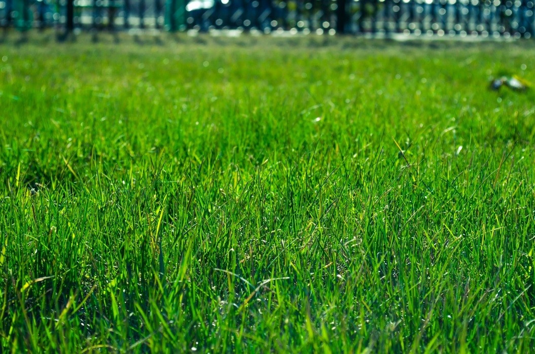 fully babyproof Grass in yard