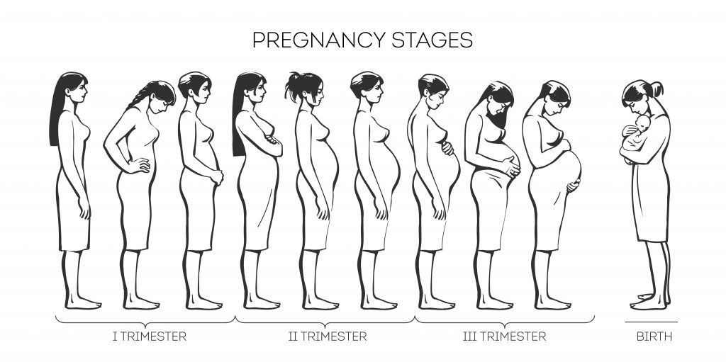 Stages-of-pregnancy