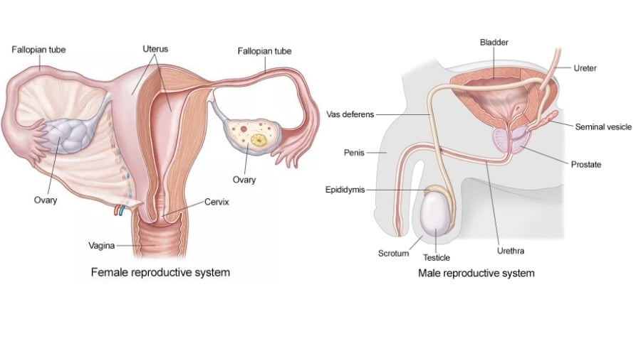 Male & Female reproduction system