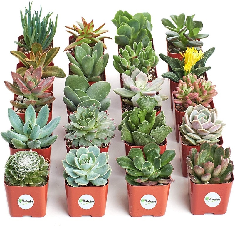 Unique Collection of Live Plants